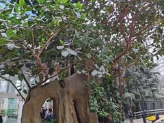 -南山植物园