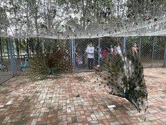 -长白岛森林公园