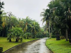 -东郊椰林