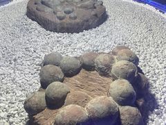 -二连浩特国家地质公园