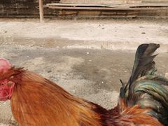 -海拉尔蒙古包(房山长阳店)