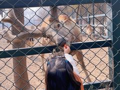 -北京麋鹿生态实验中心