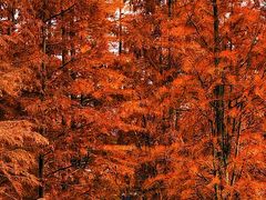 -白鹭湾湿地公园