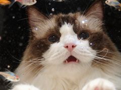 -伟伟宠物医院·瑞派猫友好医院·猫科(光谷店)
