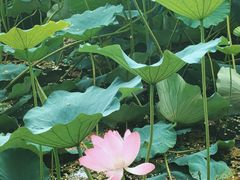 -莲池书院博物馆