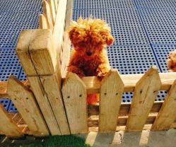 -萌宠亲子动物乐园(槐房万达店)