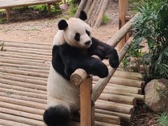 -深圳野生动物园