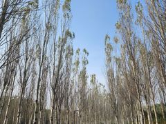 -东郊湿地公园