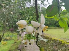 -唐崖土司城遗址