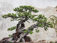 -拙政园
