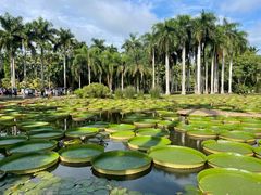 -中国科学院西双版纳热带植物园
