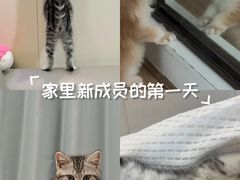 -lincat·猫舍(广州店)