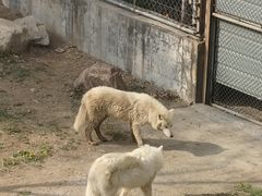 -石家庄市动物园