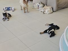 -怪兽屋·羊驼·猫咖·狗咖(俊华广场店)