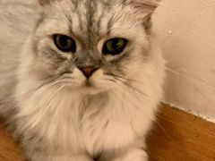 -猫友咖啡店(玉林西路店)