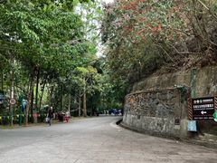 -西双版纳原始森林公园