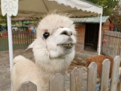 -萌宠亲子动物乐园(槐房万达店)