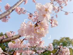 -顾村公园