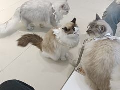 -怪兽屋·羊驼·猫咖·狗咖(俊华广场店)