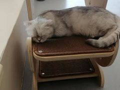 -飞行喵MR PILOT|猫舍·猫咖(静安大融城店)