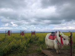 -青海湖国家重点风景名胜区