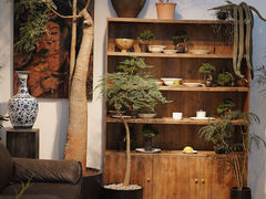 -自由生长植物工作室(深港花卉中心店)