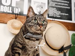 -超宠爱宠物摄影-Super pet