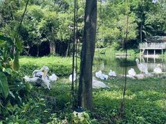 -深圳野生动物园