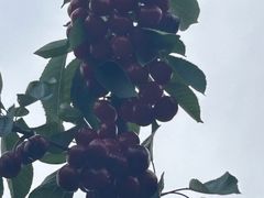 -上海龙吴水胜海发市场