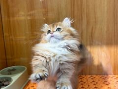 -欣宠猫屋·矮脚拿破仑·蓝金金渐层