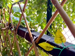 -柴犬高等学院·狗咖·柴犬售卖·宠物训练