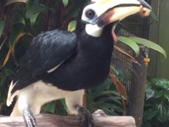-新加坡飞禽公园