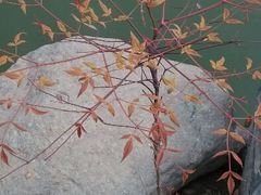 android_upload_pic-中国唐苑