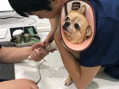 -佳雯宠物医院(金华南路分院)