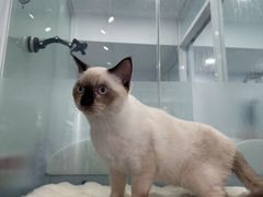 -爱洗澡的猫(望京店)
