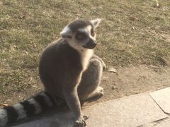 -上海野生动物园老虎餐厅