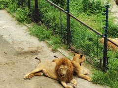 -大连森林动物园