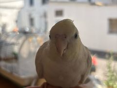 -吉丁鸟咖·异宠·寄养