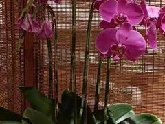 -松鹤楼·苏式汤面(虹桥天地店)