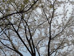 -西湖外事游船(花港观鱼码头)