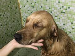 -瑞鹏宠物医院华南总院·夜诊·心脏科·骨科