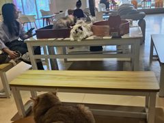 -藏猫猫咖啡主题馆(中央大道店)