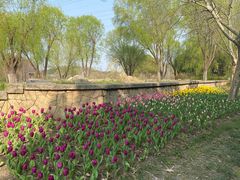 -昆山城市生态森林公园