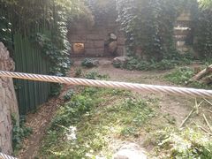 想要开门的熊猫-北京动物园
