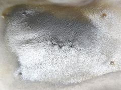 -芭比堂动物医院广州顽皮分院