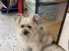 -瑞派康怡24h宠物医院·犬猫医疗中心·微创绝育(瑞景分院)