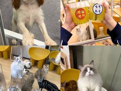 -有喵·猫咖·狗咖·30几只猫10只小狗(岗厦店)