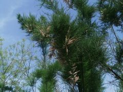 -汉长安城未央宫国家考古遗址公园