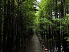 -桤木河湿地公园