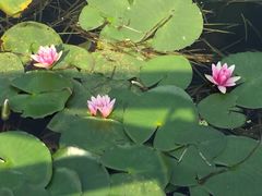 -荷塘月色湿地公园·向阳花洲